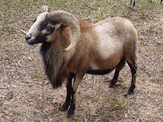 Rock Dove Ranch Texas Barbado sheep and Painted Desert sheep and Trophy Rams