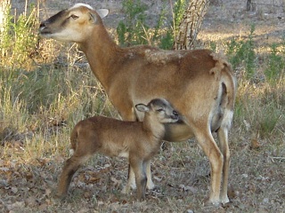 Rock Dove Ranch Texas Barbado sheep and Painted Desert sheep and Trophy Rams